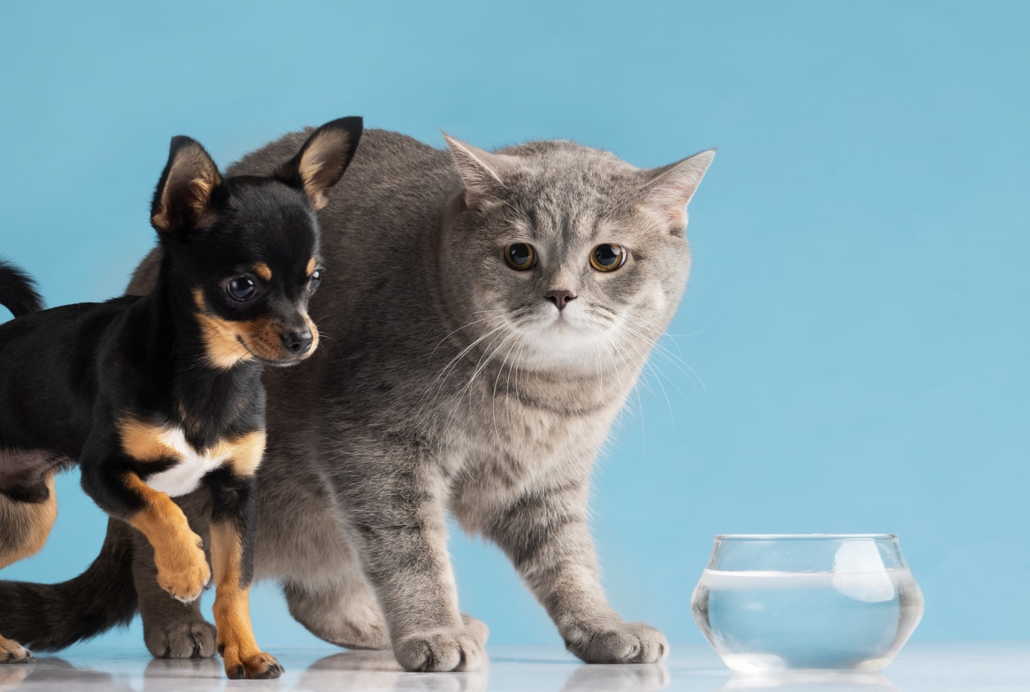 How Does Black Mold Affect Cats and Dogs? Symptoms That May Manifest